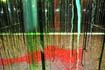 Rainforest Cubed Installation Sylvie Proidl